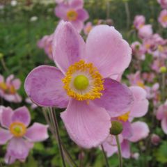 Anémona-do-japão Little Princess - Anemone hupehensis japonica