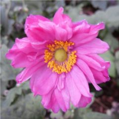 Anémona-do-japão Prinz Heinrich - Anemone hupehensis