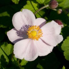 Anémona-do-japão Richard Ahrens - Anemone × hybrida