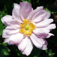 Anémona-do-japão Reine Charlotte - Anemone × hybrida