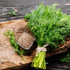 Endro - Anethum graveolens