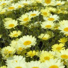 Anthemis tinctoria E.C. Buxton