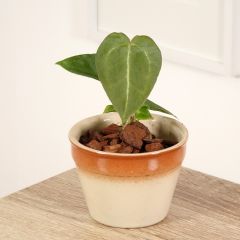 Anthurium forgetii - Antúrio