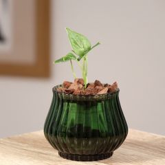 Anthurium clarinervium - Antúrio