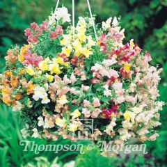 Antirrhinum pendula multiflora Chinese Lanterns F1 Hybrid em sementes