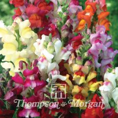 Antirrhinum Circus Clowns em sementes