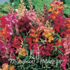 Antirrhinum nanum Frosted Flames em sementes