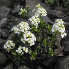 Arabis × suendermannii