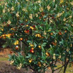 Medronheiro Atlantic - Arbutus unedo