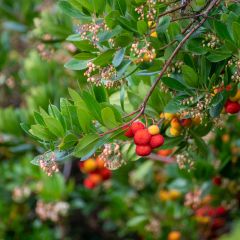 Medronheiro - Arbutus unedo