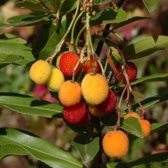 Medronheiro Roselily