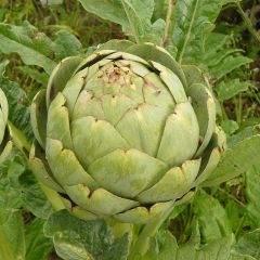 Alcachofra Verde grande de Laon - Cynara scolymus