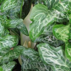 Arum italicum subsp. italicum Marmoratum