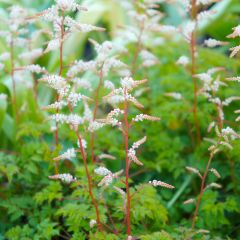 Aruncus aethusifolius