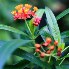 Asclepias curassavica