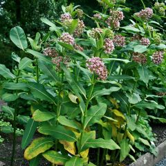 Asclepias syriaca