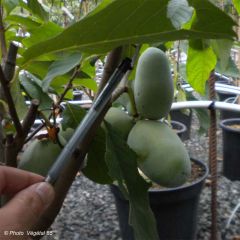 Pawpaw Prima 1216