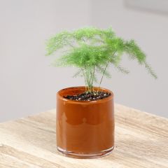 Asparagus plumosus - Espargo-pena