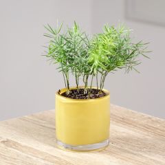 Asparagus sprengeri - Espargo-ornamental