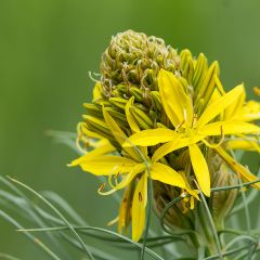 Asphodeline lutea