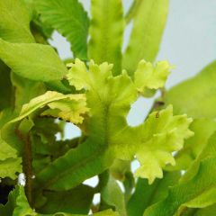 Asplenium scolopendrium Cristatum Group