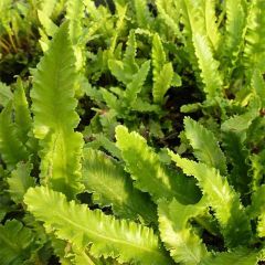 Asplenium scolopendrium Undulatum Angustatum