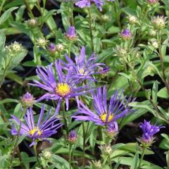 Áster amellus Veilchenkönigin Violet Queen - Áster de outono