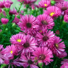 Aster dumosus Jenny - Áster-anão