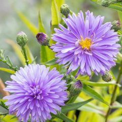 Aster novi-belgii Marie Ballard - Áster de Outono Grande