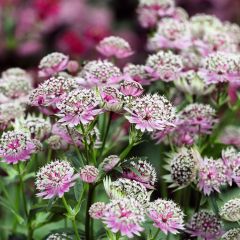 Astrantia major Buckland
