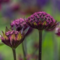 Astrância-maior Hadspen Blood - Astrantia major