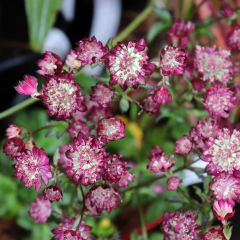 Astrância-maior Moulin Rouge - Astrantia major