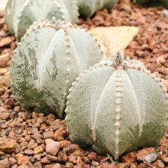 Astrophytum myriostigma