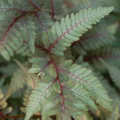 Athyrium niponicum var. pictum Red Beauty