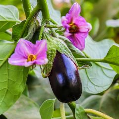 Beringela Black Beauty
