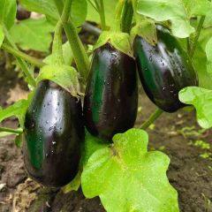 Beringela Bonica F1