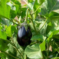 Beringela Bonica F1 plantas jovens ENXERTADAS