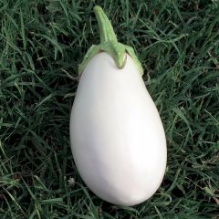 Beringela Clara F1 plantas jovens ENXERTADAS