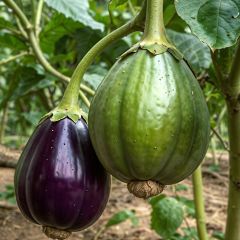 Beringela Rotonda Bianca Sfumata Di Rosa - Ferme de Sainte Marthe Bio