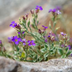 Aubrecia Dr Mules Variegated