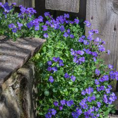 Aubrecia Cascade Azul