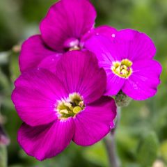Aubrecia  Cascade Red
