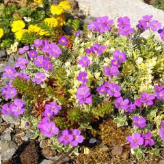 Aubrecia Argenteovariegata
