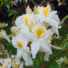 Azálea Mollis Persil