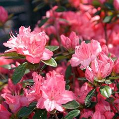 Azálea Japonesa Blaauw's Pink