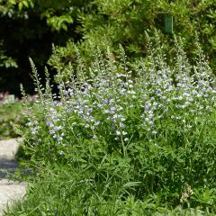 Baptisia Starlite Prairieblues