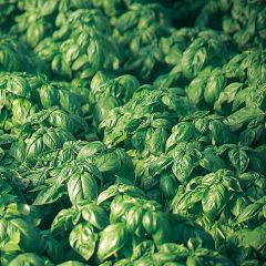 Manjericão Grande verde Bio