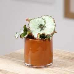 Begónia Escargot