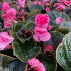Begónia sempre-flor Doublet Rosa
