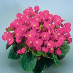 Begónia sempre-flor Super Olympia Rosa